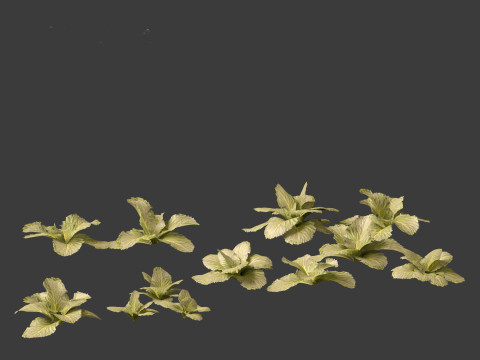 Brassica oleracea - Cabbage 3D Model