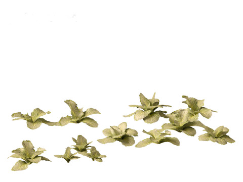 Brassica oleracea - Cabbage 3D Model