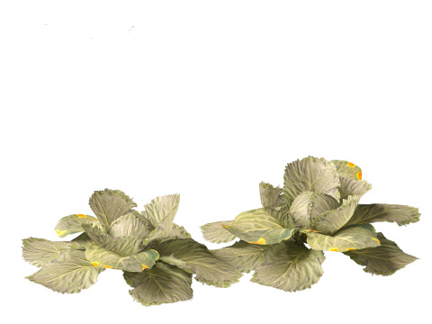 Brassica oleracea - Cabbage 3D Model