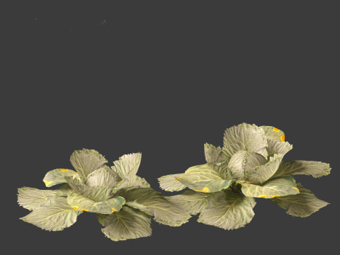 Brassica oleracea - Cabbage 3D Model
