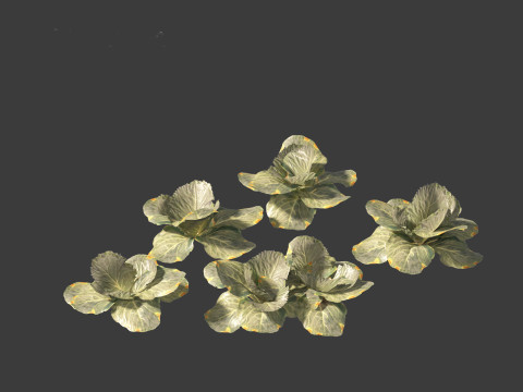 Brassica oleracea - Cabbage 3D Model