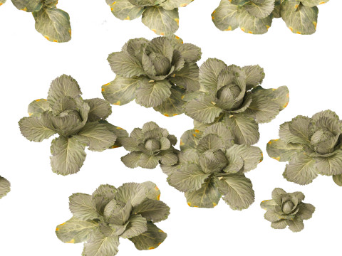 Brassica oleracea - Cabbage 3D Model