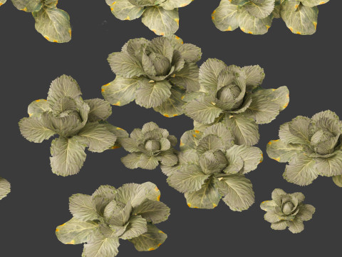 Brassica oleracea - Cabbage 3D Model