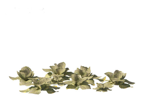Brassica oleracea - Cabbage 3D Model