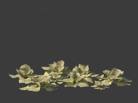 Brassica oleracea - Cabbage 3D Model