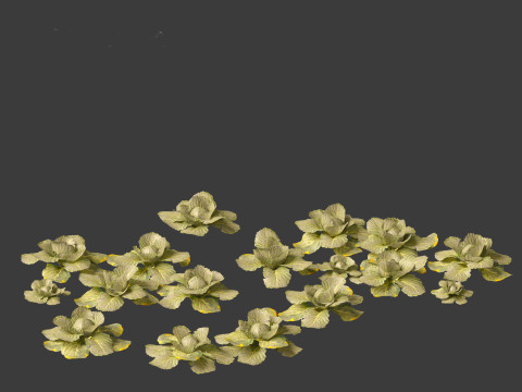 Brassica oleracea - Cabbage 3D Model