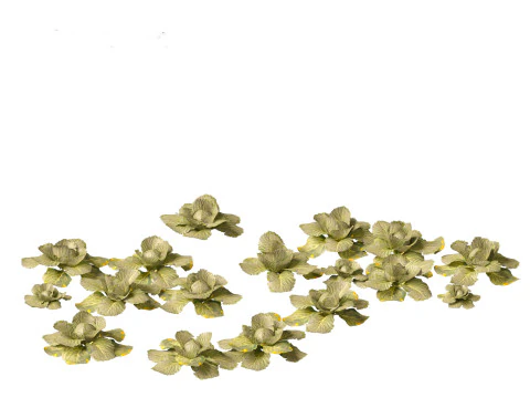Brassica oleracea - Cabbage 3D Model