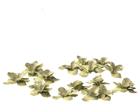 Brassica oleracea - Cabbage 3D Model
