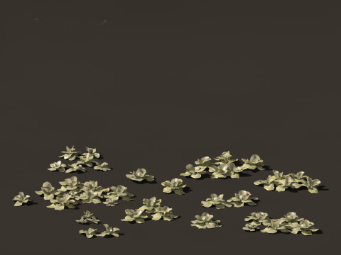 Brassica oleracea - Cabbage 3D Model