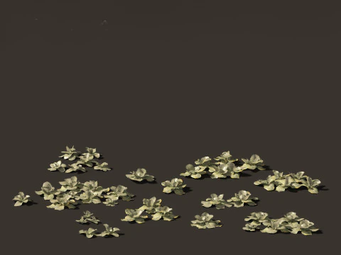 Brassica oleracea - Cabbage 3D Model