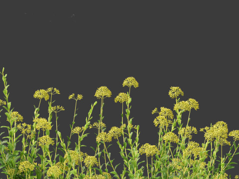 Bupleurum fruticosum - Shrubby Hares Ear Modelo 3D