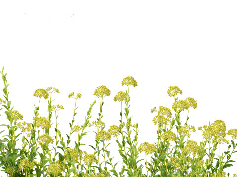 Bupleurum fruticosum - Shrubby Hares Ear Modelo 3D