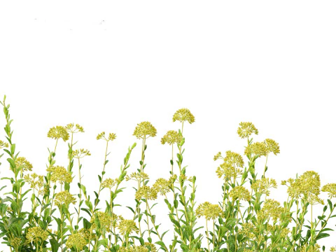 Bupleurum fruticosum - Shrubby Hares Ear 3D Model