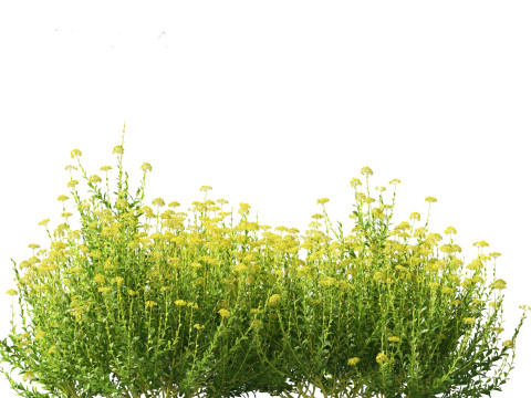 Bupleurum fruticosum - Shrubby Hares Ear Modelo 3D