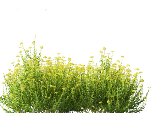 Bupleurum fruticosum - Shrubby Hares Ear 3D Model