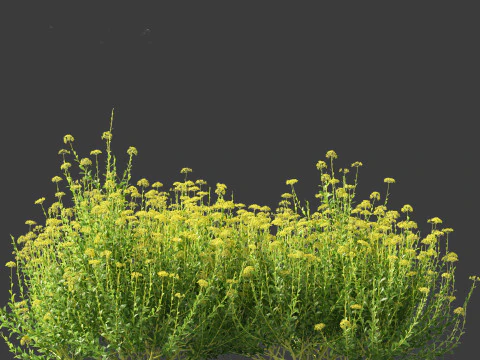 Bupleurum fruticosum - Shrubby Hares Ear 3D Model
