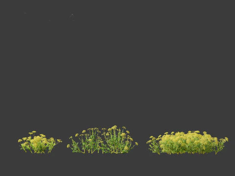 Bupleurum fruticosum - Shrubby Hares Ear 3D Model