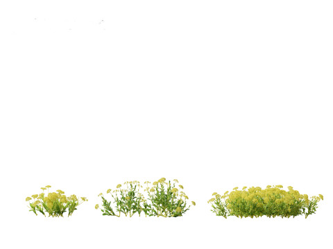 Bupleurum fruticosum - Shrubby Hares Ear Modelo 3D