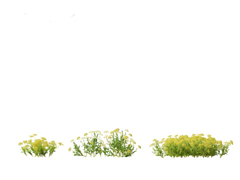 Bupleurum fruticosum - Shrubby Hares Ear 3D Model