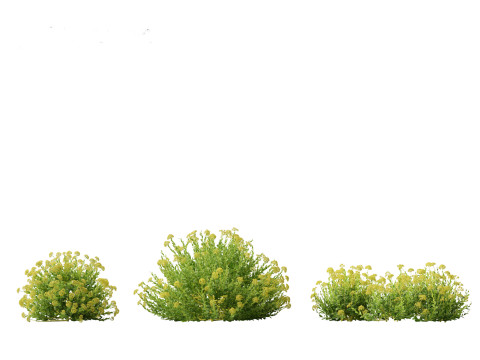 Bupleurum fruticosum - Shrubby Hares Ear Modelo 3D