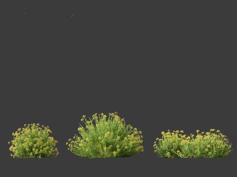 Bupleurum fruticosum - Shrubby Hares Ear Modelo 3D