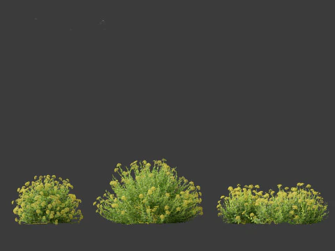 Bupleurum fruticosum - Shrubby Hares Ear 3D Model