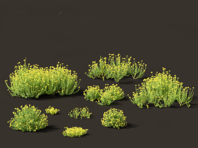 Bupleurum fruticosum - Shrubby Hares Ear Modelo 3D .c4d .max .obj .3ds .fbx .stl .blend 