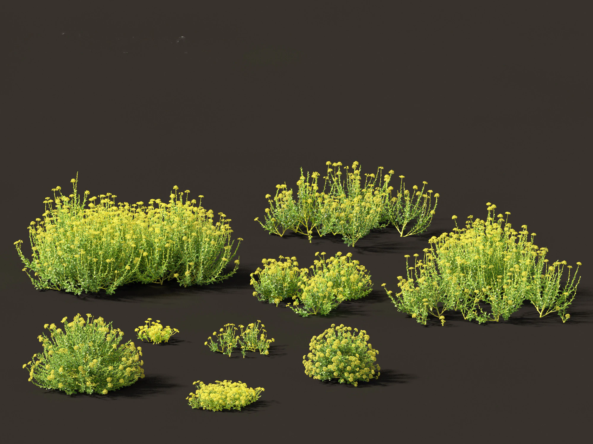 Bupleurum fruticosum - Shrubby Hares Ear 3D Model .c4d .max .obj .3ds .fbx .stl .blend 