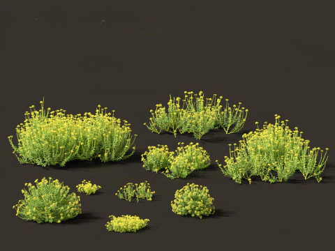 Bupleurum fruticosum - Shrubby Hares Ear 3D Model