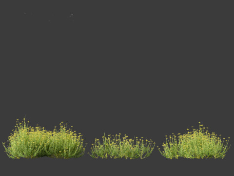 Bupleurum fruticosum - Shrubby Hares Ear Modelo 3D
