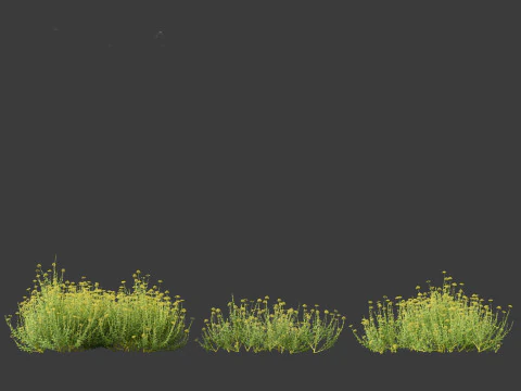 Bupleurum fruticosum - Shrubby Hares Ear 3D Model