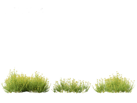 Bupleurum fruticosum - Shrubby Hares Ear Modelo 3D