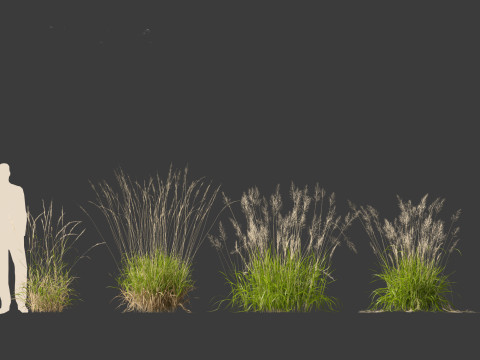 Calamagrostis arundinacea - Reed Grass Modello 3D