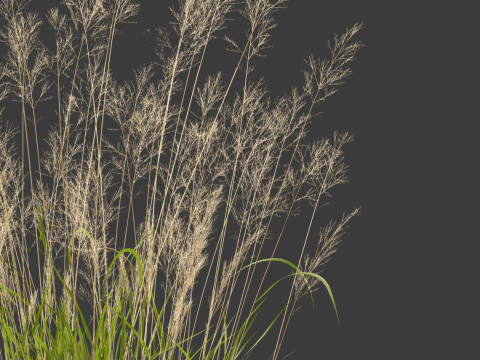 Calamagrostis arundinacea - Reed Grass Modello 3D
