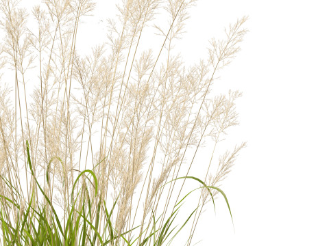 Calamagrostis arundinacea - Reed Grass Modello 3D