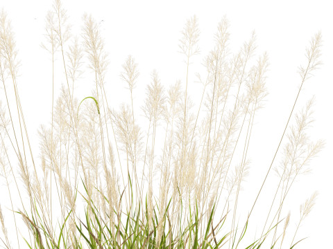 Calamagrostis arundinacea - Reed Grass Modello 3D