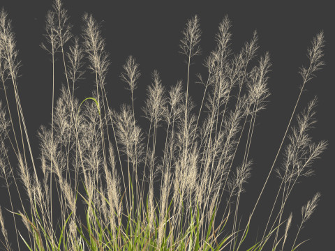 Calamagrostis arundinacea - Reed Grass Modello 3D