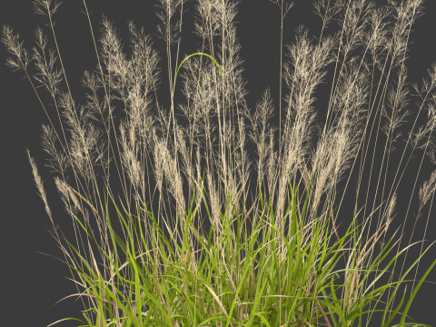 Calamagrostis arundinacea - Reed Grass Modello 3D