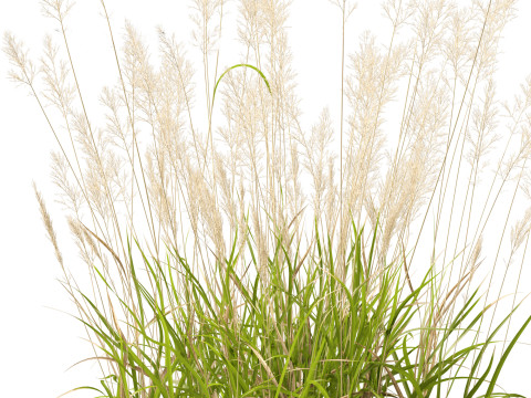 Calamagrostis arundinacea - Reed Grass Modello 3D