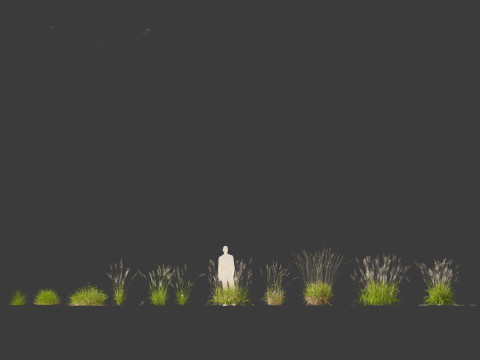 Calamagrostis arundinacea - Reed Grass Modello 3D