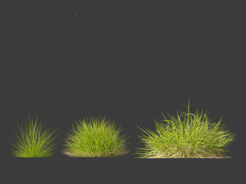 Calamagrostis arundinacea - Reed Grass Modello 3D
