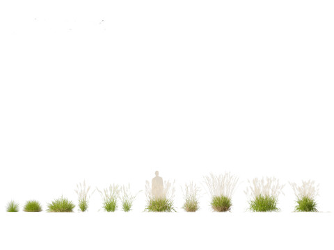 Calamagrostis arundinacea - Reed Grass Modello 3D