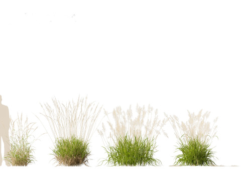 Calamagrostis arundinacea - Reed Grass Modello 3D