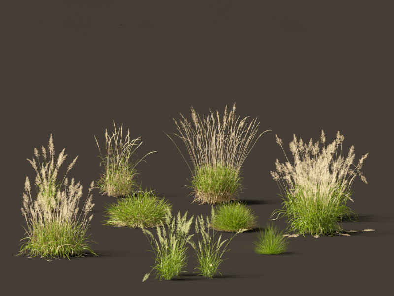 Calamagrostis arundinacea - Reed Grass Modello 3D .c4d .max .obj .3ds .fbx .stl .blend 