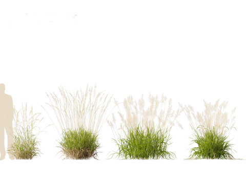 Calamagrostis arundinacea - Reed Grass Modello 3D