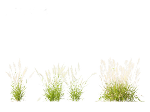 Calamagrostis arundinacea - Reed Grass Modello 3D