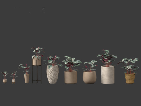 Calathea veitchiana - Calathea Medallion 02 Modèle 3D