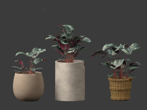 Calathea veitchiana - Calathea Medallion 02 Modèle 3D