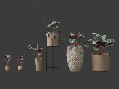 Calathea veitchiana - Calathea Medallion 02 Modèle 3D