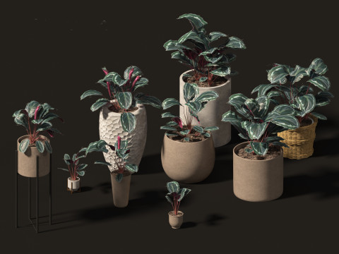 Calathea veitchiana - Calathea Medallion 02 Modèle 3D